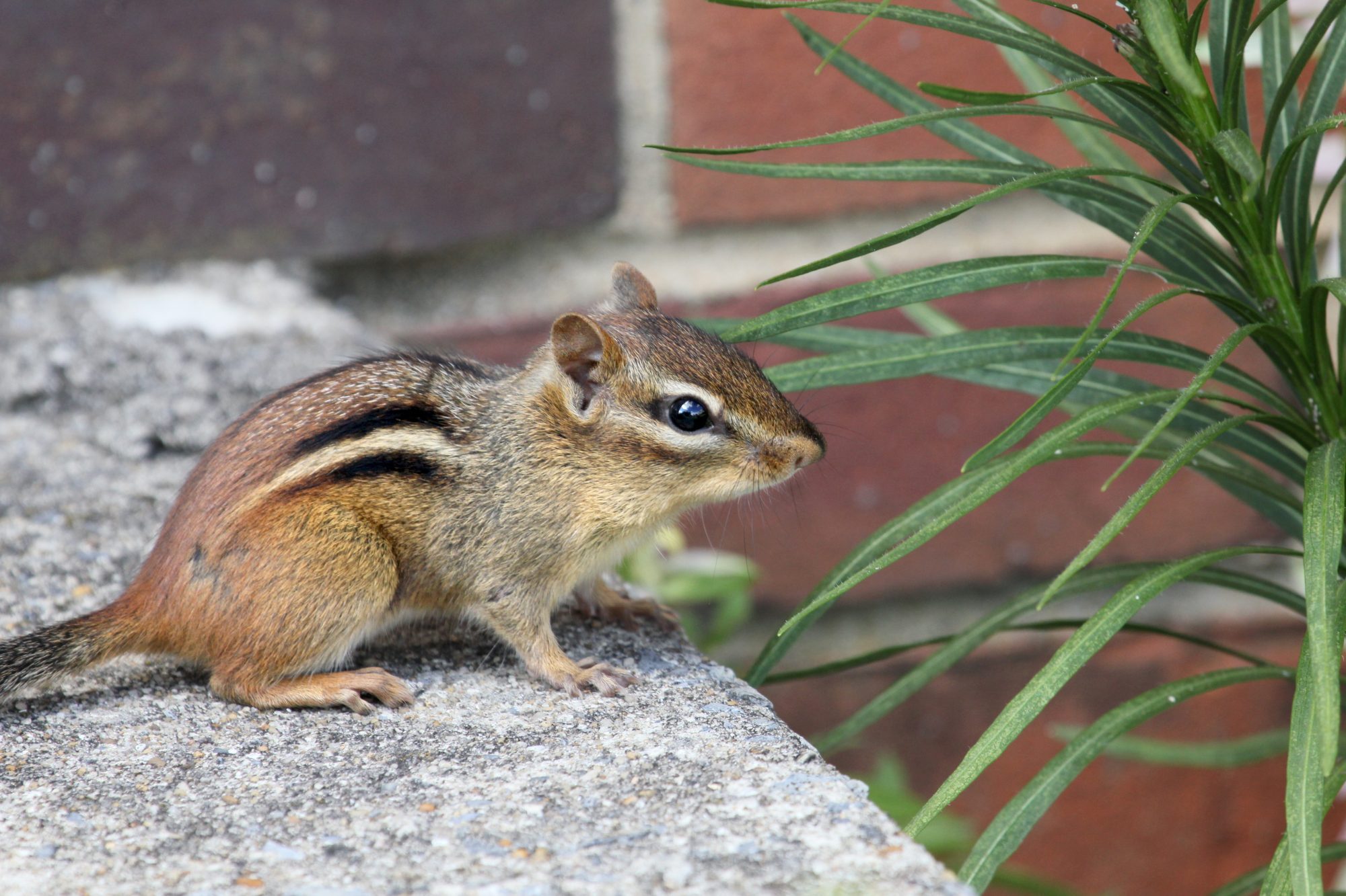 How to Protect Your Home Generator from Invasive Rodents